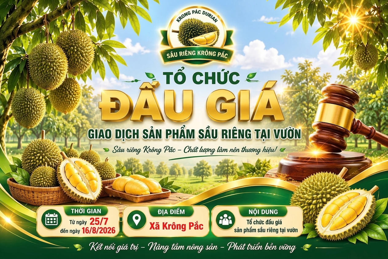 ĐẤU GIÁ GIAO DỊCH SẢN PHẨM SẦU RIÊNG TẠI VƯỜN, XÃ KRÔNG PẮC - HOẠT ĐỘNG HƯỞNG ỨNG LỄ HỘI SẦU RIÊNG ĐẮK LẮK NĂM 2026.